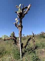 Opuntia