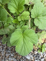 Geum macrophyllum