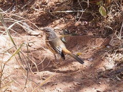 Cercotrichas leucophrys ovamboensis