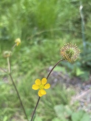 Geum macrophyllum