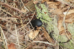 Carabus problematicus
