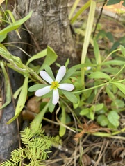 Sabatia calycina