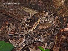 Bothrops asper