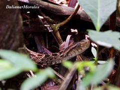 Bothrops asper