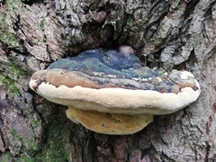 Phellinus igniarius