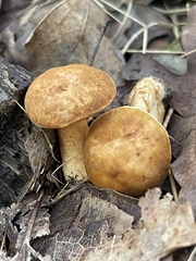 Gyroporus
