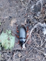 Harpalus rufipes