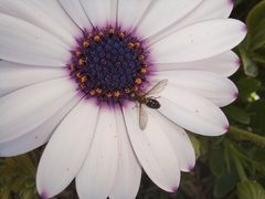 Toxomerus vertebratus