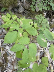Aruncus dioicus