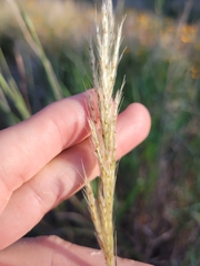 Bothriochloa longipaniculata