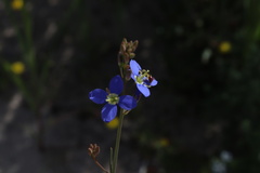 Heliophila