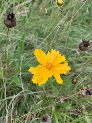 Coreopsis lanceolata