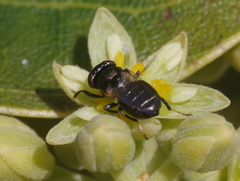 Physiphora