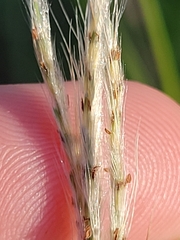 Bothriochloa longipaniculata
