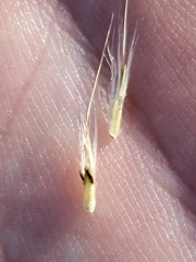 Bothriochloa longipaniculata