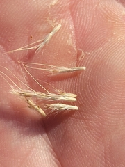 Bothriochloa longipaniculata