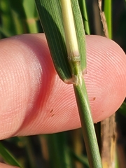 Bothriochloa longipaniculata