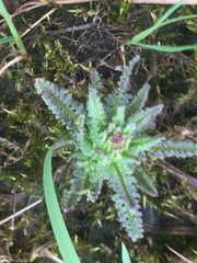 Pedicularis palustris
