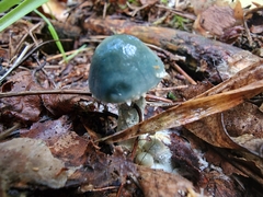 Stropharia caerulea