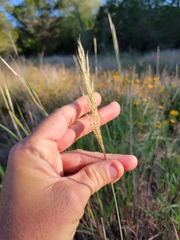 Bothriochloa longipaniculata