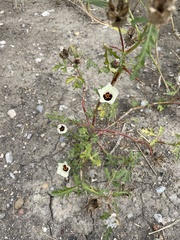 Hibiscus trionum