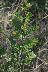 Zanthoxylum capense