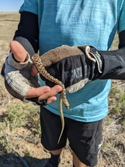 Pituophis catenifer sayi