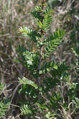 Zanthoxylum capense