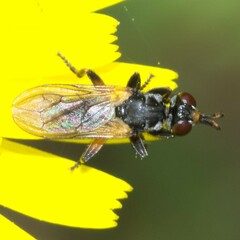 Thecophora atra