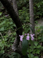 Stachys bigelovii