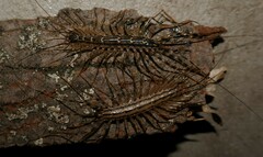 Thereuonema tuberculata