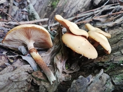 Kuehneromyces mutabilis