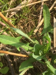 Sonchus palustris