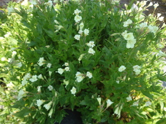 Epilobium luteum