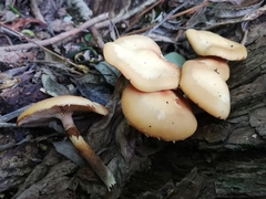 Kuehneromyces mutabilis