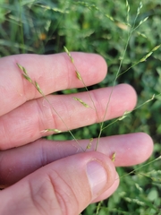 Panicum hallii