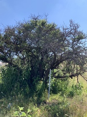 Vachellia schaffneri