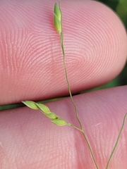 Panicum hallii