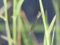 Coenagrion