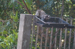 Callithrix jacchus × penicillata