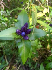 Gentiana clausa