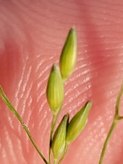 Panicum hallii