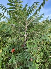 Rhus glabra