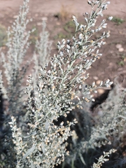 Artemisia filifolia