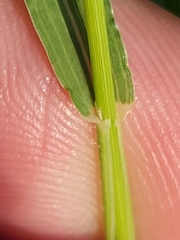 Panicum hallii