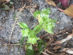 Valerianella locusta