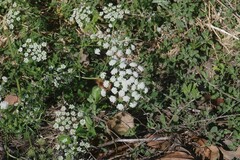 Ammi majus