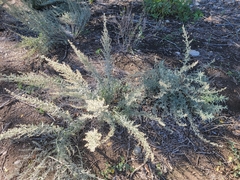 Artemisia filifolia