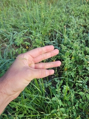 Panicum hallii