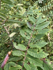 Rhus glabra